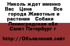 Николь ждет именно Вас › Цена ­ 25 000 - Все города Животные и растения » Собаки   . Ленинградская обл.,Санкт-Петербург г.